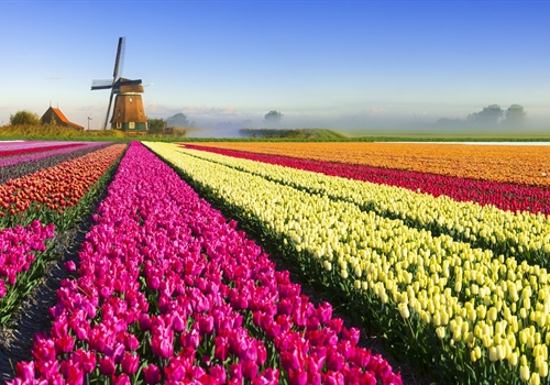 Injections for Netherlands Injections for Netherlands