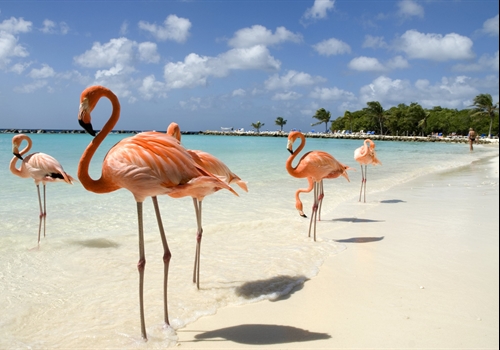Injections for Aruba Injections for Aruba