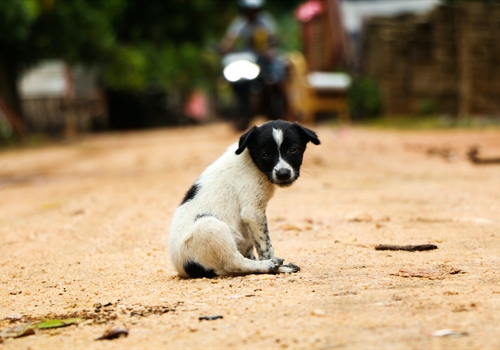Everything a traveller should know about rabies